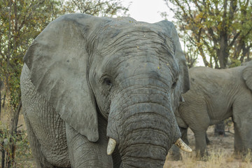 Close up of female elephant walking towards camera