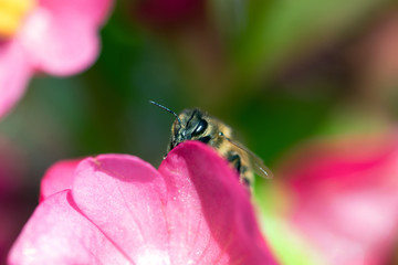 Makros Bienen