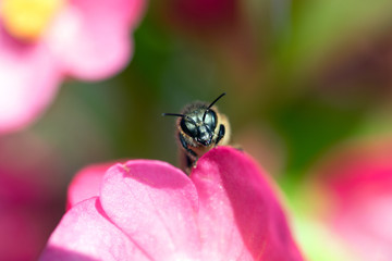 Makros Bienen