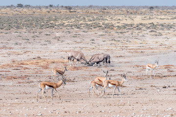 Two oryx fighting