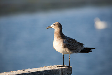 Cape May Gulls