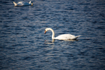 Swans in Evening