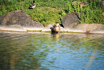 Naklejka premium Canards