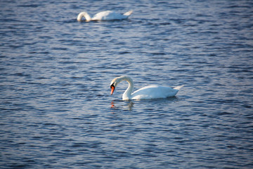Swans in Evening
