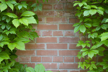 Ivy around the edges on a red brick wall