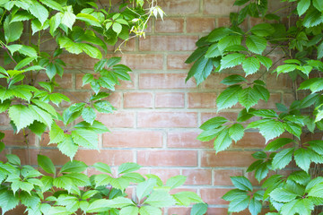 Ivy around the edges on a red brick wall