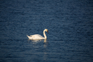 Swans in Evening