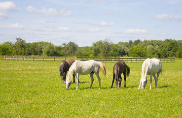 Naklejka na ściany i meble horses grazing in a field near the paddock