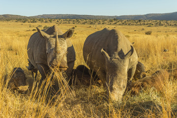Two large rhinos grazing
