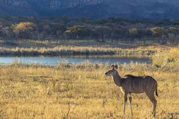 Female kudu antelope in the late afternoon