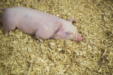 Piglets at the Indiana State Fair
