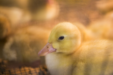 Freshly hatches ducklings at the Indiana State Fair