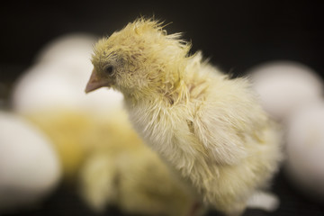Freshly hatched chicken chicks at the Indiana State Fair