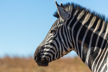 Fototapeta na wymiar Zebra portrait in the wild