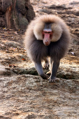 Hamadryas baboon (Papio Hamadrias)