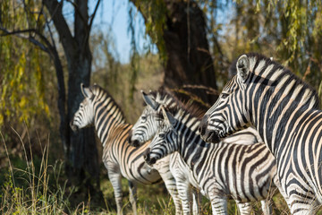 Group of zebras in the wild