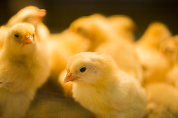 Freshly hatched chicken chicks at the Indiana State Fair