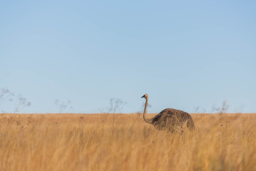Female ostrich in long grass