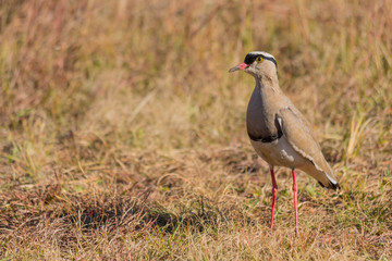 Crowned plover portrait