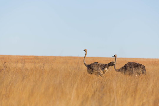 Two female ostriches in long grass