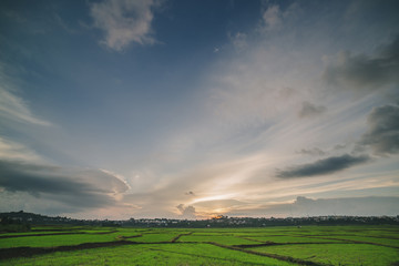 Sunset with clouds on blue sky over rice field - 168065507