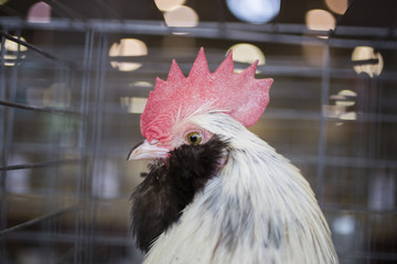 Rooster in a cage at the Indiana State Fair