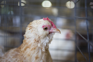 Hen in a cage at the Indiana State Fair