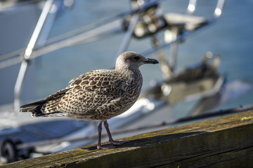 A seagull sitting on a quay in a harbor, with a background of water and ships.