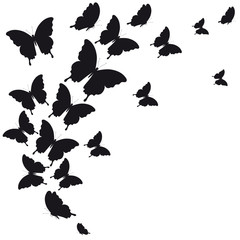 black butterfly, isolated on a white