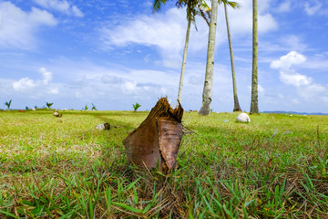 Coconut tree and beautiful nature at sunny day with cloudy blue sky background near the beach