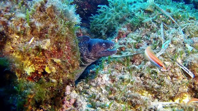 Underwater scene, moray eel in a reef