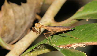 mantis