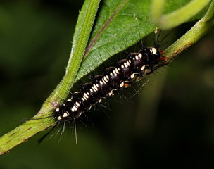 caterpillar