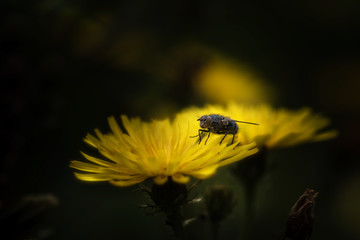 Mouche sur fleur jaune