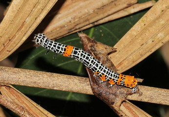 caterpillar
