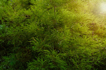 Bamboo leaf / View of bamboo leaves with sunlight.