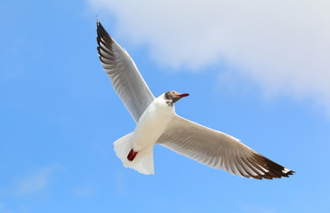 seagull flying in the blue sky.