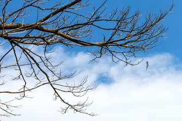 Dry branches with sky clouds.