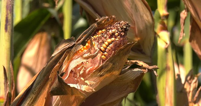 Pannocchia rovinata dall siccit&agrave; nel campo di mais
