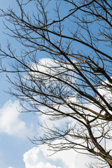 Dry branches with sky clouds.