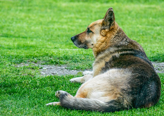 German shepherd is watching territory and lying on the ground.