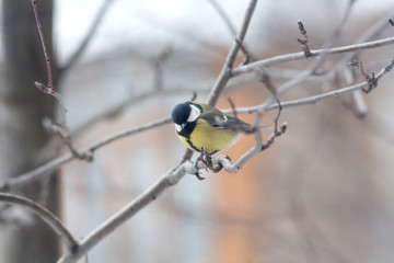 Titmouse  is sitting on the branch