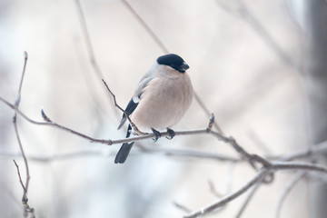 Obraz premium Male bullfinch, is sitting on the branch