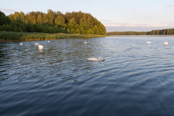 White swans on a blue lake on sunset