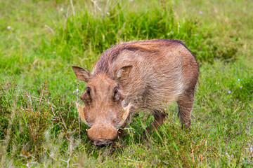 Bush pig