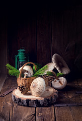parasol mushroom (Macrolepiota procera or Lepiota procera)