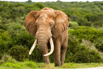  Afrikaanse olifant © Charles