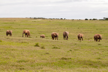 Fototapeta na wymiar African elephant family