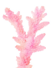 Fototapeta premium isolated part of coral pink branch
