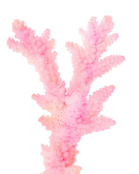 isolated part of coral pink branch